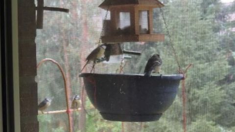 Vogeldreck am Futterplatz auffangen