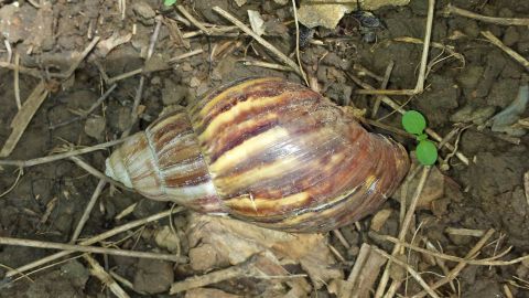 Eine große Schnecke liegt auf dem Boden, umgeben von Erde und trockenem Laub, während junge Pflanzen daneben sprießen.