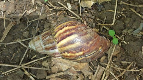 Wirkungsvolle Schneckenabwehr