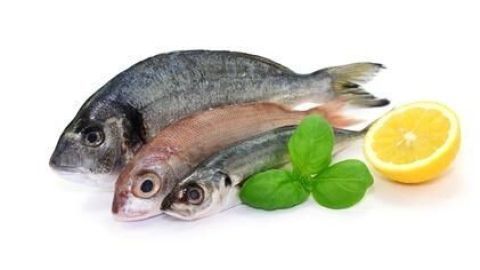 Fische liegen nebeneinander und werden von einer Zitronenscheibe und Basilikumblättern begleitet, auf weißem Hintergrund.