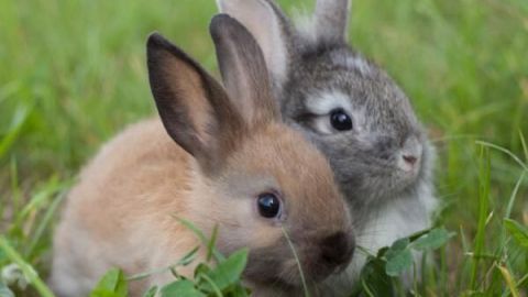 Zwei Kaninchen ruhen im Gras und genießen die Umgebung.