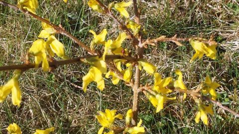 Ein Zweig mit leuchtend gelben Blüten steht in einer grünen Wiese, idealer Lebensraum für Blattläuse.