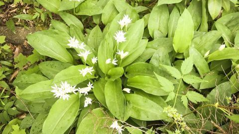 Bärlauchblüten wachsen üppig mit weißen Blüten, umgeben von sattem Grün in einem natürlichen Gartenumfeld.
