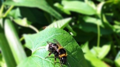 Ein schwarzes Insekt sitzt auf einem grünen Blatt, umgeben von dichter Pflanzenvegetation, und könnte stechen.