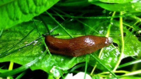 Eine Nacktschnecke kriecht über ein Blatt im grünen Gras, umgeben von feuchten Pflanzen und Blättern.