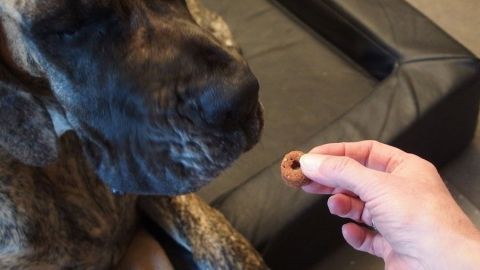 Ein Hund sitzt aufmerksam, während eine Hand ihm ein Hunde-Leckerli anbietet, umgeben von einem gemütlichen Raum.