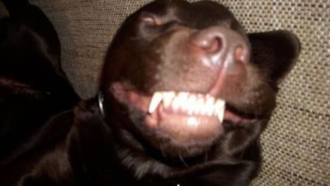 Ein Hund liegt auf dem Rücken auf einem Sofakissen mit entspanntem Gesichtsausdruck, Zähne im Schlaf leicht gefletscht.