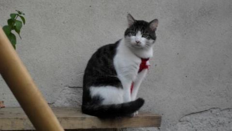 Eine Katze sitzt auf einem Brett, trägt ein Katzengeschirr und blickt interessiert in die Umgebung vor einer grauen Wand.