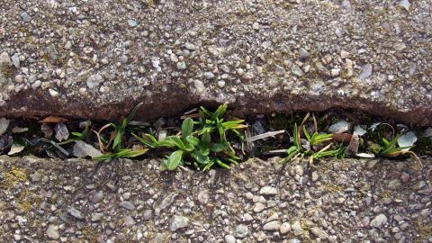 Grünliches Unkraut wächst aus einem Riss im grauen Asphalt, umgeben von einer harten, steinigen Oberfläche.