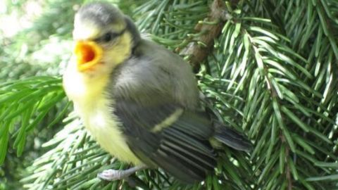 Ein junger Vogel sitzt auf einem Nadelbaum und öffnet den Schnabel laut, als würde er um Aufmerksamkeit bitten.