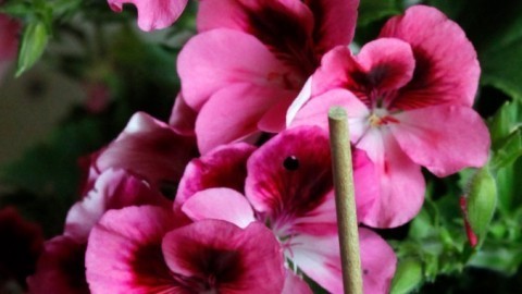 Schaschlikspieß im Blumentopf