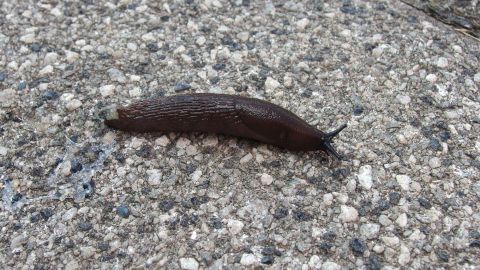 Eine braune Schnecke kriecht langsam über einen rauen, grauen Gehweg, hinterlässt dabei Schleimspuren.