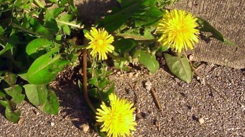 Gelbe Löwenzahnblüten wachsen zwischen Steinplatten, zeigen die Herausforderung, Löwenzahnflecken zu entfernen.