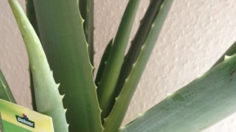 Eine grüne Aloe Vera-Pflanze wächst in einem einfachen Topf, umgeben von einer hellen Wand.