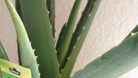 Aloe Vera vermehren