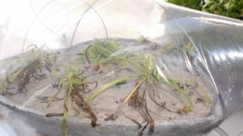 Eine transparente Abdeckung schützt Pflanzen vor Blattläusen in einem Gartenbereich, während sie gehegt werden.