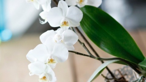 Orchideen retten - Wachstumsschub für Orchideen