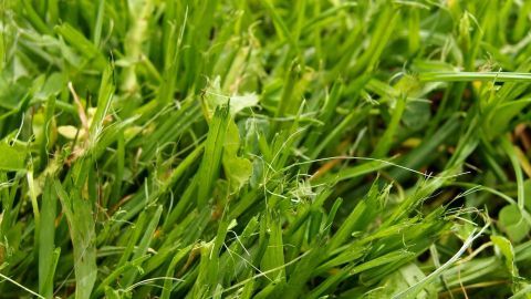Grasflecken und Flecken von Erde in Kleidung sind schwer zu entfernen? Mit diesem Tipp gelingt es gut. Grüne Grasflächen mit kleinen Erdflecken, die für Hosenflecken sorgen können, befinden sich in einem offenen, natürlichen Umfeld.