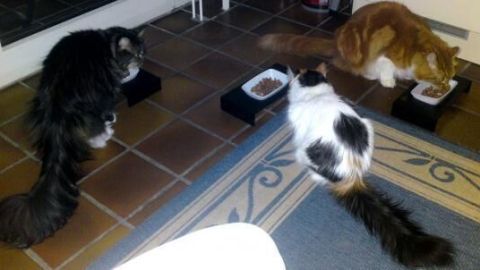 Drei Katzen fressen in einer gemütlichen Umgebung aus Futterautomaten, während sie sich ruhig umblicken.