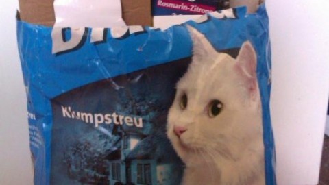 Altpapier sammeln leicht gemacht - für Katzenbesitzer only
