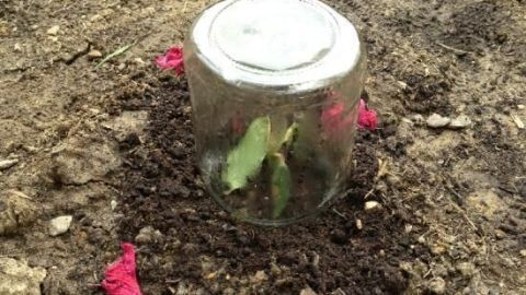 Ein Rosenschnittling wird unter einem Glas im Garten vermehrt. Ringsum liegen rote Blütenblätter auf dem Boden.