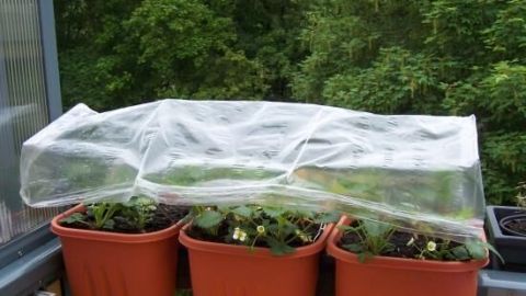 Ein transparentes Regenschutzdach bedeckt drei Balkonkästen mit Pflanzen. Im Hintergrund sind Bäume sichtbar.
