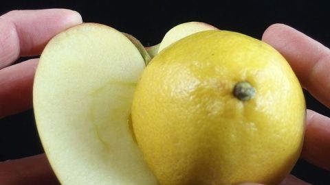 Ein Apfel, der nicht braun wird, wird von zwei Händen gehalten; im Hintergrund ist Schwarz, was das Objekt hervorhebt.