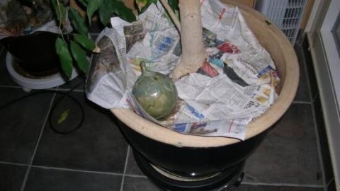 Eine grüne Frucht liegt auf Zeitungspapier in einem Topf, umgeben von einer Pflanze und einem gefliesten Boden.