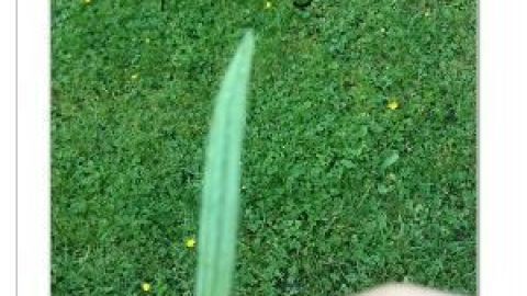 Eine Hand hält ein Spitzwegerichblatt; im Hintergrund sieht man eine Wiese mit gelben Blüten. Text: "Spitzwegerich".