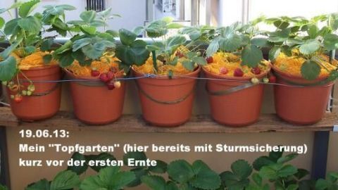 UPCYCLING: Kartoffelnetze als Schimmelschutz für Erdbeeren