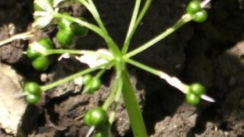 Bärlauchsamen auf Stielen reifen auf dunkler Erde im Garten.