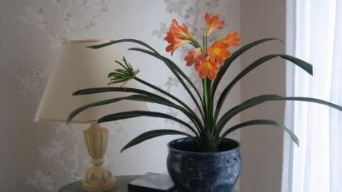 Clivia blüht in einem schwarzen Topf auf einem Tisch neben einer beige Lampe; im Hintergrund luftige, blumige Tapete.