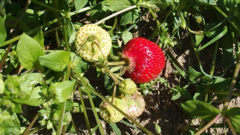Erdbeeren wachsen zwischen grünem Laub, eine reife rote Erdbeere ist sichtbar, während unreife Erdbeeren daneben stehen.