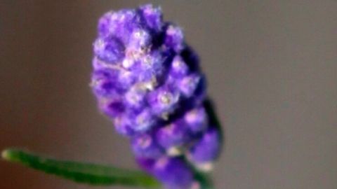 Eine Lavendelblüte steht aufrecht, während sie sanft im Licht schimmert, umgeben von einem unscharfen Hintergrund.
