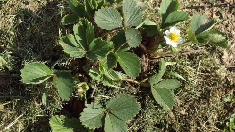Erdbeerpflanzen wachsen üppig im Garten, umgeben von frischem Rasenschnitt als Mulch zur Pflege und Nährstoffversorgung.