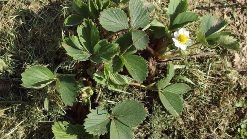 Rasenschnitt als Mulch für Erdbeeren nutzen