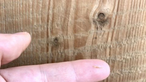 Eine Hand zeigt einen kleinen Splitter, der aus der Haut entfernt werden soll, vor einer Holzoberfläche.