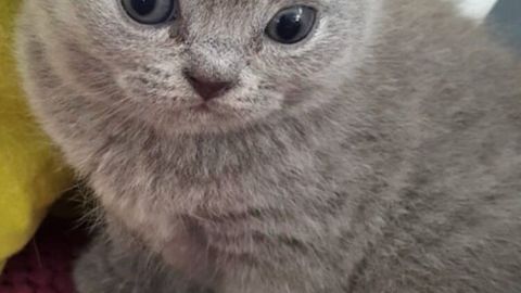 Eine graue Katze sitzt aufmerksam auf einem gepunkteten Untergrund und schaut neugierig zur Seite, wirkt süß und verspielt.