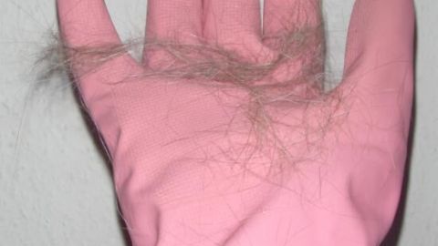 Mit Gummihandschuhen kannst Du Tierhaare effektiv von Polstern und Kleidung entfernen. Diese einfache Methode funktioniert durch die elektrostatische Anziehung, die beim Reiben entsteht. Ein pinker Gummihandschuh hält Tierhaare, die während der Reinigung von Oberflächen entfernt wurden, vor einer hellen Wand.