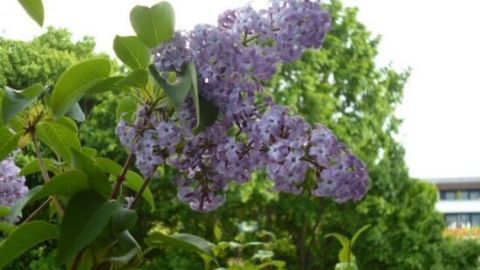 Fliederblüten hängen von einem Ast, umgeben von dichtem, grünem Laub im Garten. Im Hintergrund sind Bäume und ein Gebäude.