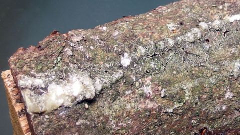 Ein Stück Holz mit Baumharz ist sichtbar, das eine klebrige Substanz zeigt, die entfernt werden soll, möglicherweise mit Butter.