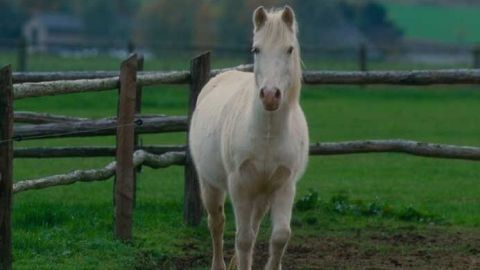 Ein weißes Pferd läuft auf einer Weide, umgeben von einem Holzzaun in einer grünen, ländlichen Umgebung.