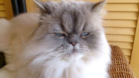 Ein flauschiger, grau-weißer Kater sitzt entspannt auf einem Korbsessel und blickt mit ernstem Gesichtsausdruck in die Kamera.