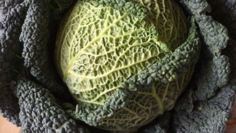 Ein frischer, grüner Kohl liegt in der Mitte, umgeben von grob gewellten Blättern, ideal für die spätere Verarbeitung.