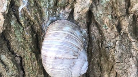 Eine Schnecke kriecht auf der rauen Rinde eines Baumes, während Kupferdraht in der Nähe liegt, um sie abzuwehren.