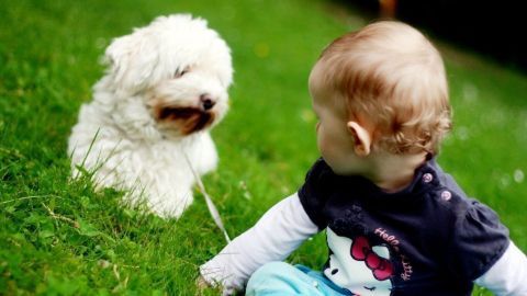 Ein kleiner Hund sitzt auf grünem Gras und blickt einen Krabbelnden in einem T-Shirt an, während sie spielen.