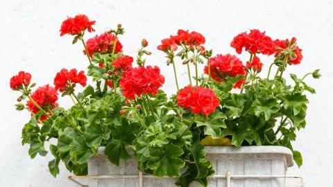 Rote Geranien blühen üppig in Kasten, umgeben von einer hellen Wand, symbolisieren den Garten im Frühling.