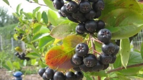Dunkle Aroniabeeren wachsen an einem Strauch, umgeben von grünen Blättern in einer sonnigen Umgebung.
