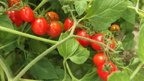 Reife, rote Tomaten hängen an grünen Pflanzen; ideal für eine einfache Tomatensuppe in der Sommerküche.