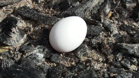 Ein weißes Ei liegt in der Glut eines Grillfeuers, bereit, in Asche gebacken zu werden. Ideal für den Grillnachmittag.